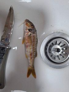 Red Mullet