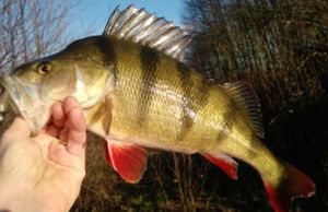 European Perch