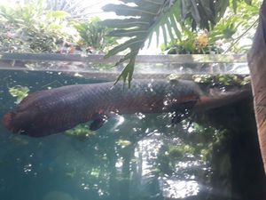 Arapaima