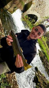 Brown Trout