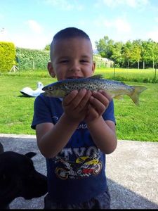 Rainbow Trout