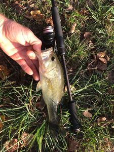 Largemouth Bass