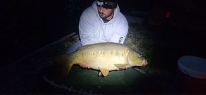 Mirror Carp