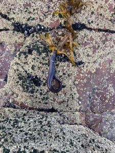 European Eel (Common Eel)