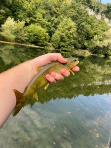 Brown Trout