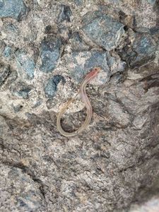 European Eel (Common Eel)