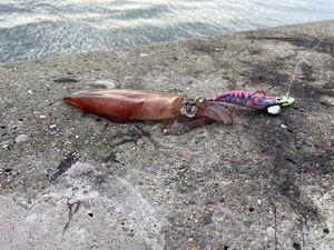 European Squid