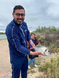 Gilthead Seabream