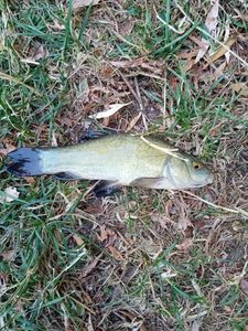 Tench