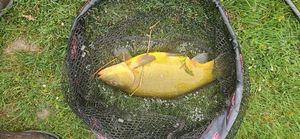 Tench