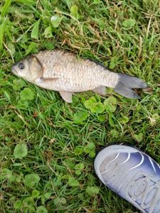Crucian Carp