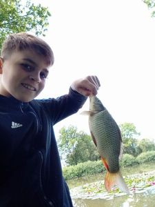Common Carp