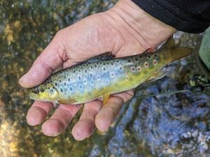 Brown Trout