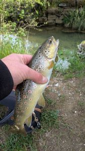 Brown Trout