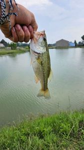 Largemouth Bass