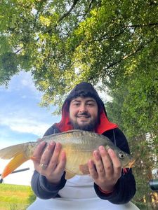 Mirror Carp