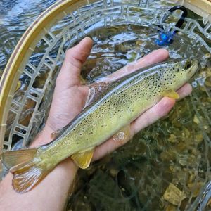 Brown Trout