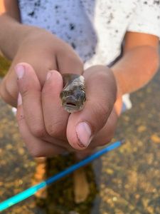 Giant Goby