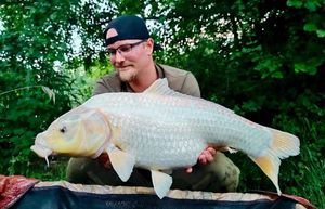 Koï Fish