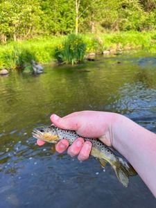 Brown Trout