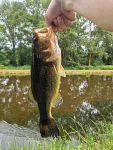 Largemouth Bass