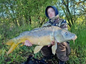 Carpe commune/ carpe miroir