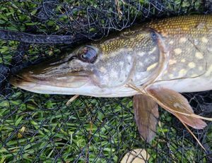 Northern Pike