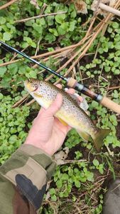 Brown Trout