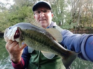 Largemouth Bass