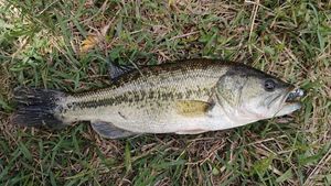 Largemouth Bass