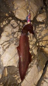 European Squid