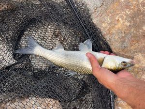 Leaping Mullet