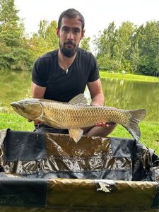 Grass Carp