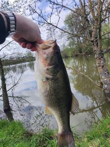 Largemouth Bass