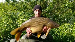 Common Carp