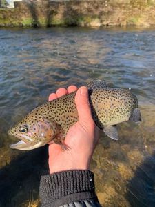 Rainbow Trout