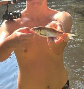 Chub