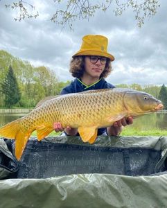 Common Carp