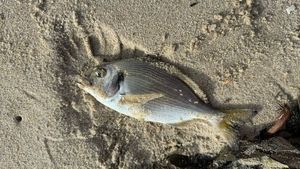 Gilthead Seabream
