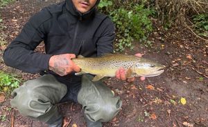 Brown Trout