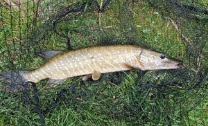 Northern Pike