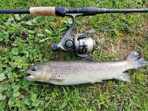 Brown Trout