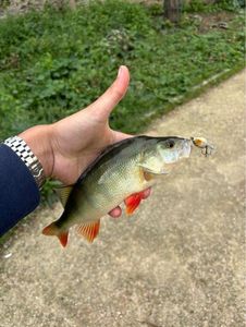 European Perch