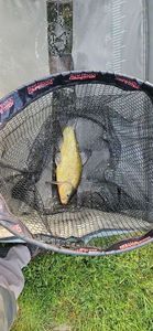 Tench