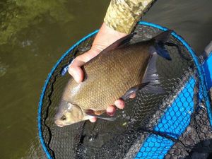 Common Bream