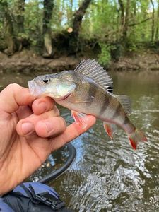 European Perch