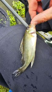 Green Sunfish