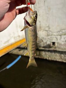Brown Trout