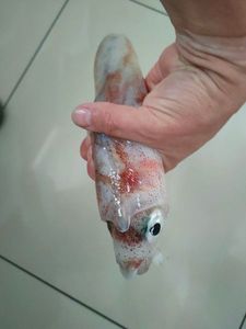 European Squid
