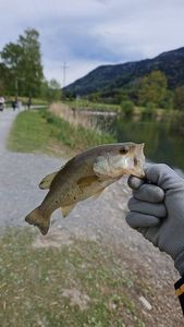 Smallmouth Bass
